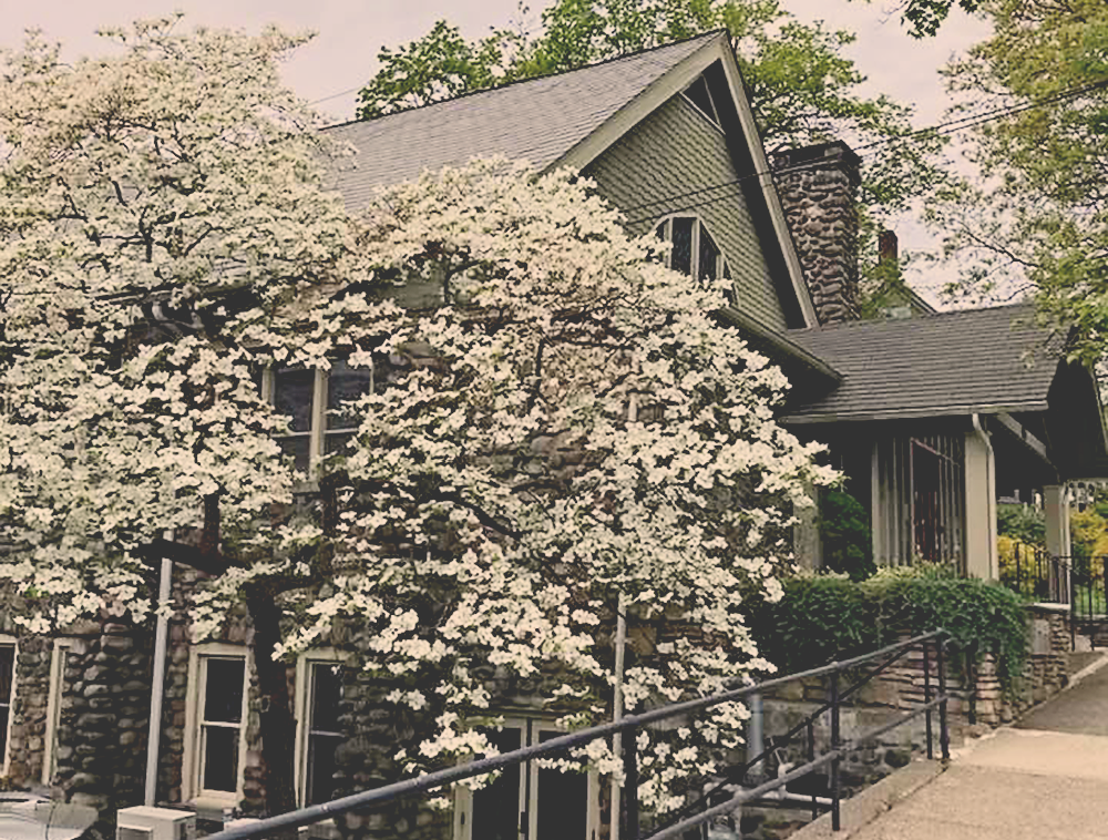 Side view of Christ Church showing a dogwood tree in bloom